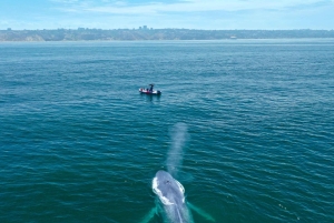San Diego: Blue Whale Watching Expedition