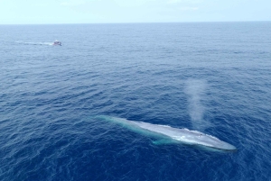 San Diego: Blue Whale Watching Expedition