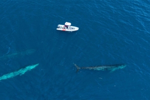 San Diego: Blue Whale Watching Expedition
