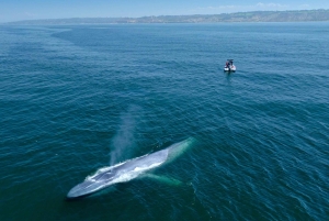 San Diego: Blue Whale Watching Expedition