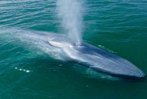 San Diego: Blue Whale Watching Expedition
