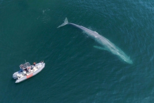 San Diego: Blue Whale Watching Expedition