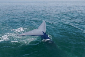 San Diego: Blue Whale Watching Expedition