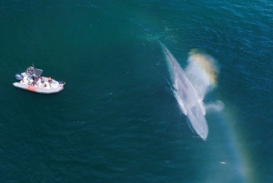 San Diego: Blue Whale Watching Expedition