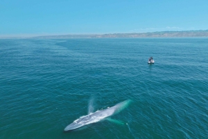 San Diego: Blue Whale Watching Expedition