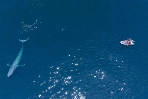San Diego: Blue Whale Watching Expedition