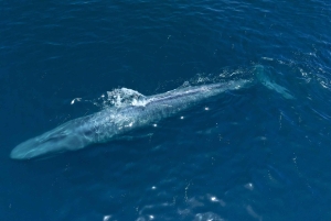 San Diego: Blue Whale Watching Expedition