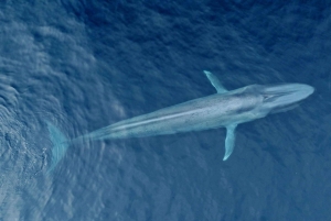 San Diego: Blue Whale Watching Expedition