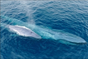 San Diego: Blue Whale Watching Expedition