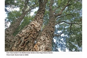 San Diegon kasvitieteellisen puutarhan pääsylippu ja kuljetus