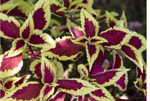 San Diegon kasvitieteellisen puutarhan pääsylippu ja kuljetus