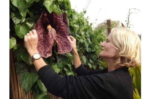 San Diegon kasvitieteellisen puutarhan pääsylippu ja kuljetus