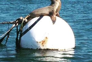 サンディエゴ：クラシック ヨット セーリング体験