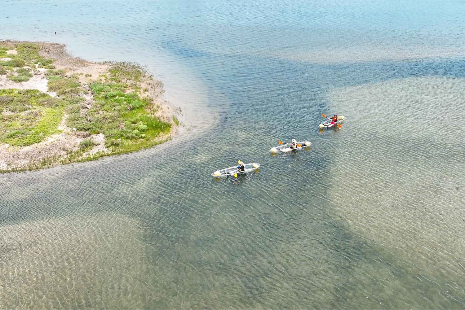 San Diego: Crystal Clear Wildlife Kayak Tour
