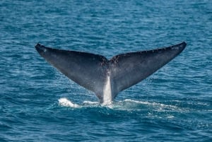 サンディエゴ：イルカとクジラを観察するサンセットクルーズ