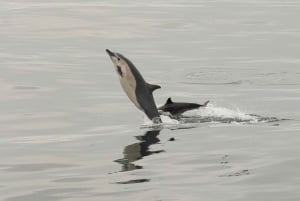 サンディエゴ：イルカとクジラを観察するサンセットクルーズ