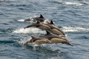 サンディエゴ：イルカとクジラを観察するサンセットクルーズ