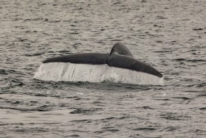 サンディエゴ：イルカとクジラを観察するサンセットクルーズ