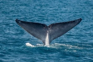 サンディエゴ：イルカとクジラを観察するサンセットクルーズ