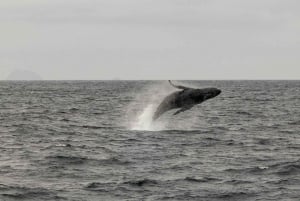 サンディエゴ：イルカとクジラを観察するサンセットクルーズ