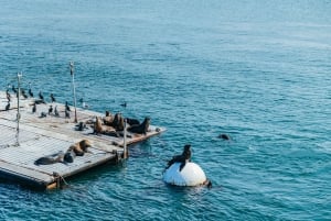 San Diego: Harbor Cruise