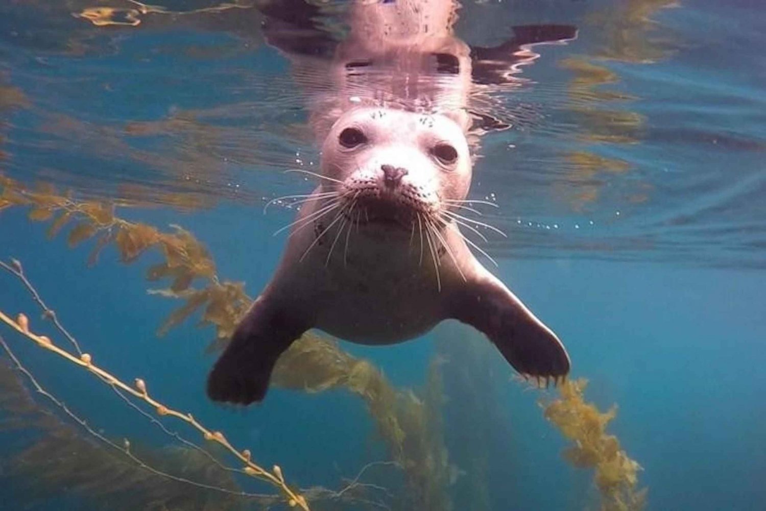 San Diego: La Jolla Cove Snorkeltour met gids