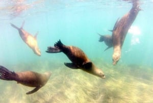 San Diego: Guidad snorklingstur i La Jolla Cove