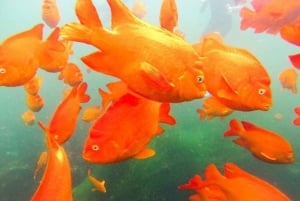 San Diego: Guidad snorklingstur i La Jolla Cove