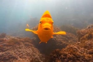 San Diego: Guidad snorklingstur i La Jolla Cove