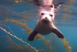 San Diego: La Jolla Cove Guided Snorkeling Tour