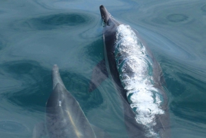 San Diego: luxe walvissafari's en dolfijnentochten het hele jaar door