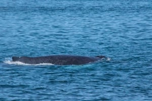 San Diego: luxe walvissafari's en dolfijnentochten het hele jaar door