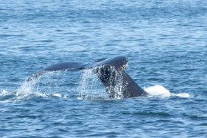 San Diego: luxe walvissafari's en dolfijnentochten het hele jaar door