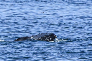 San Diego: luxe walvissafari's en dolfijnentochten het hele jaar door