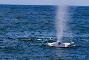 San Diego: luxe walvissafari's en dolfijnentochten het hele jaar door
