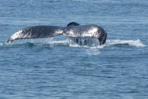 San Diego: luxe walvissafari's en dolfijnentochten het hele jaar door