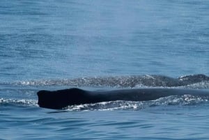 San Diego: luxe walvissafari's en dolfijnentochten het hele jaar door