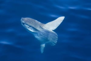 San Diego: luxe walvissafari's en dolfijnentochten het hele jaar door