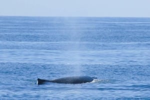 San Diego: luxe walvissafari's en dolfijnentochten het hele jaar door