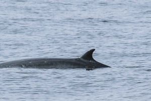 San Diego: luxe walvissafari's en dolfijnentochten het hele jaar door