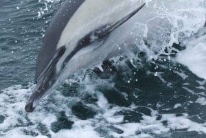 San Diego: luxe walvissafari's en dolfijnentochten het hele jaar door