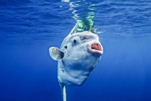 San Diego Ocean Safari: 6-Hour Snorkel Adventure!