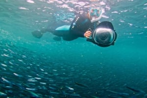 San Diego Ocean Safari: 6-Hour Snorkel Adventure!