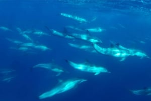 San Diego Ocean Safari: 6-Hour Snorkel Adventure!