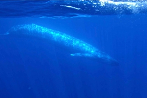 San Diego Ocean Safari: 6-Hour Snorkel Adventure!