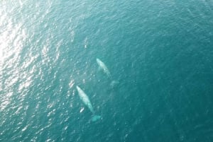 San Diego: Tour particular de 2 horas à vela para 3-6 pessoas