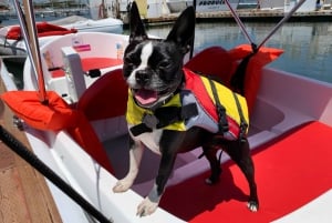 San Diego: San Diego Bay Dog-Friendly Eco Pedal Boat Rentals