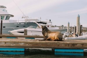 San Diego: San Diego Bay Dog-Friendly Eco Pedal Boat Rentals