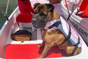 San Diego: San Diego Bay Dog-Friendly Eco Pedal Boat Rentals