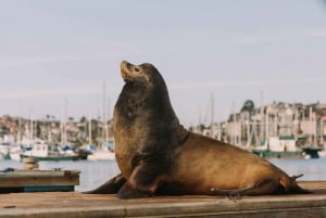 San Diego: San Diego Bay Dog-Friendly Eco Pedal Boat Rentals